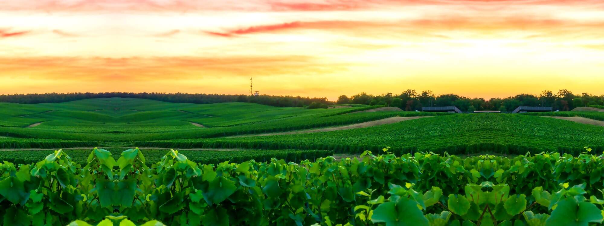 Weinberg in der Champagne am Montagne de Reims in Frankreich